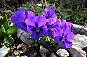 25 Viola di Duby (Viola dubyana)